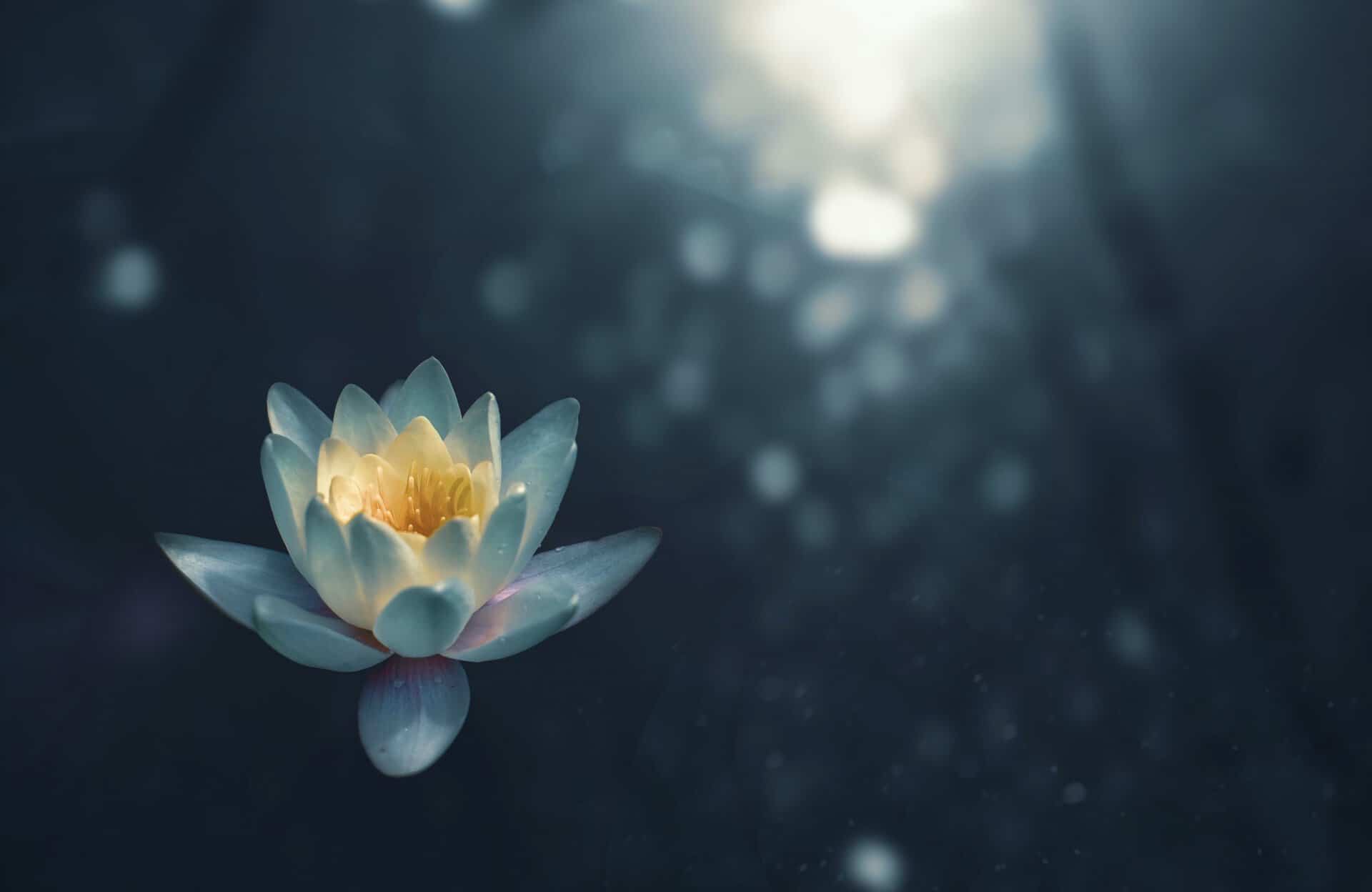 lotus-flower-relaxation-of-the-mind-in-the-science-of-meditation